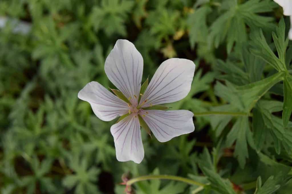 Geranium clarkei 'Kashmir White' ---